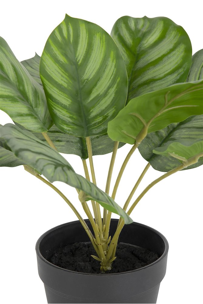 Calathea Orbifolia H45cm Kunstplant