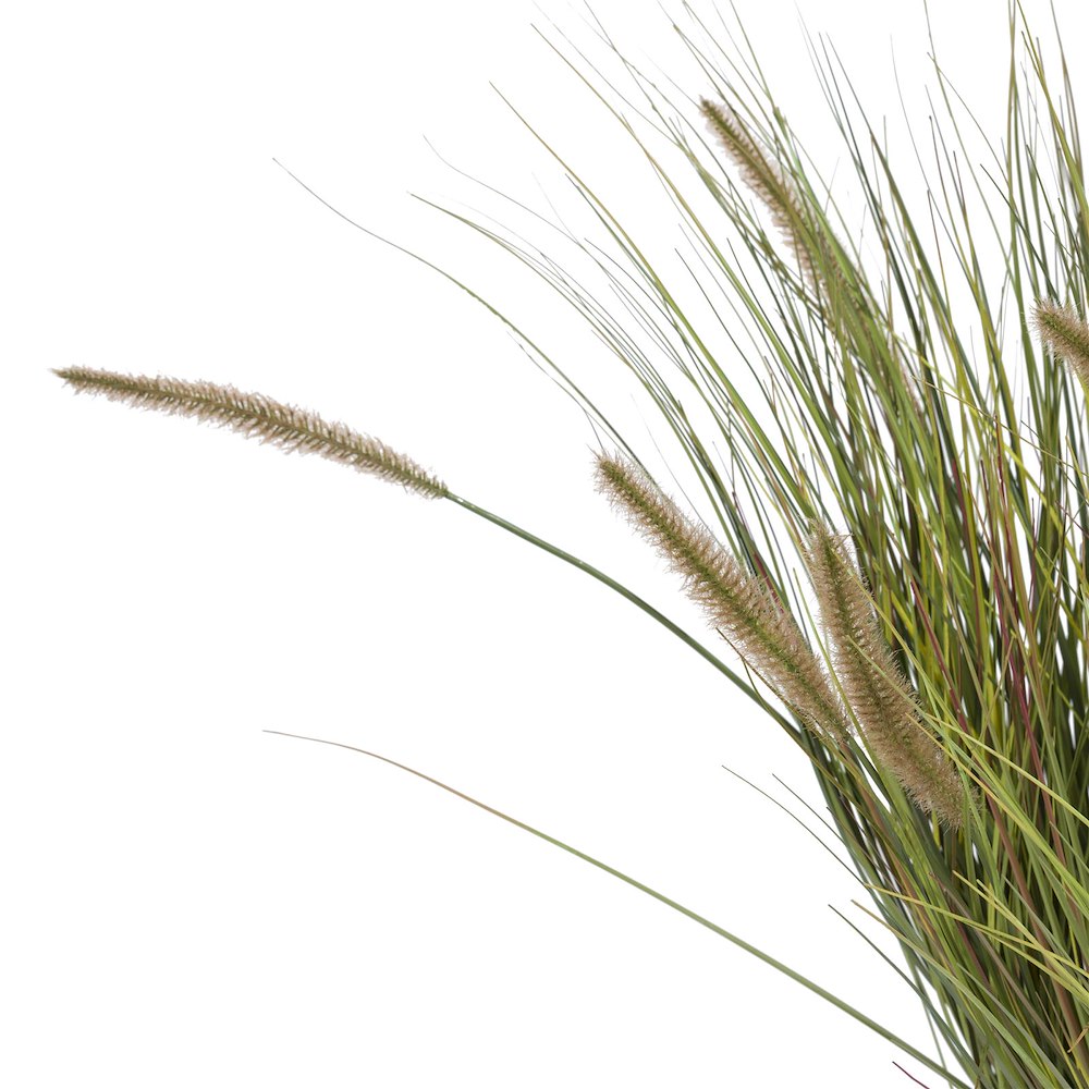 Pennisetum Grass Plant H99cm
