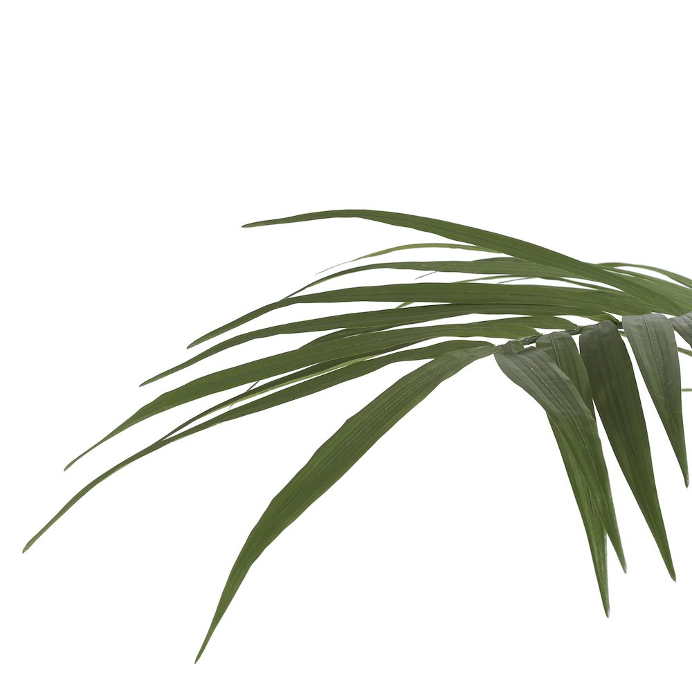 Kentia Palm Plant H210cm