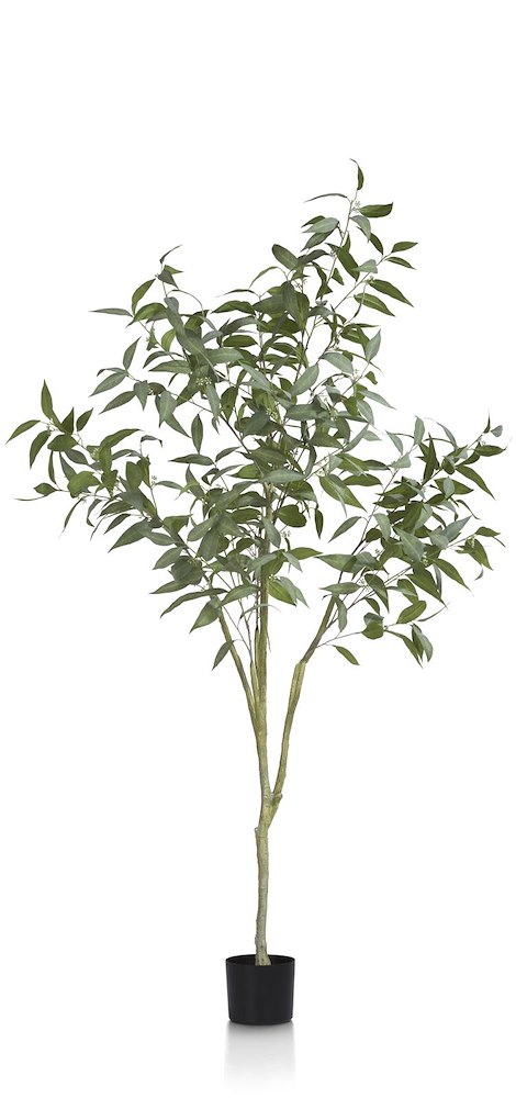 Eucalypthus Tree Plant H195cm