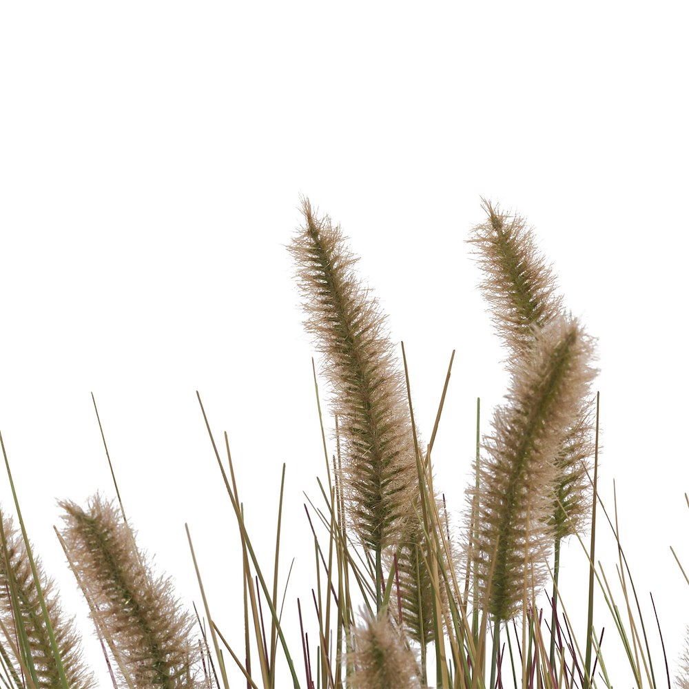 Pennisetum Grass Plant H58cm