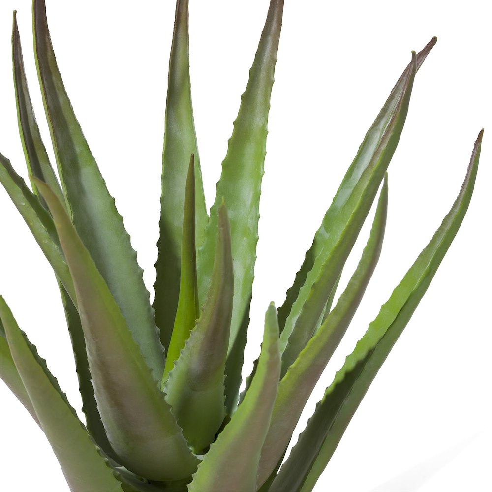 Aloe Plant H50cm