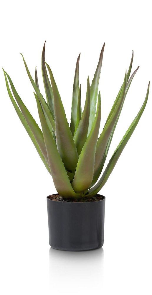 Aloe Plant H50cm