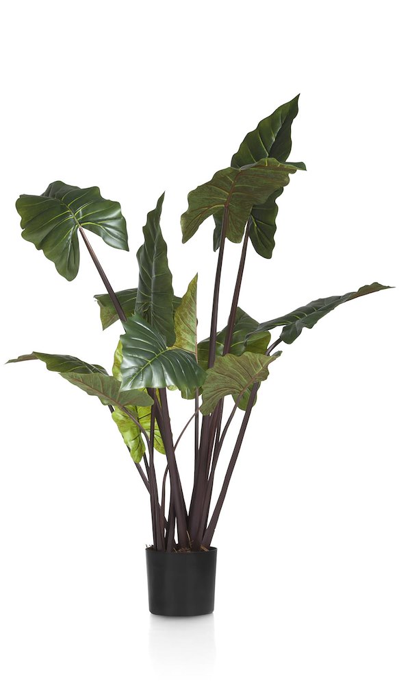 Colocasia H130cm