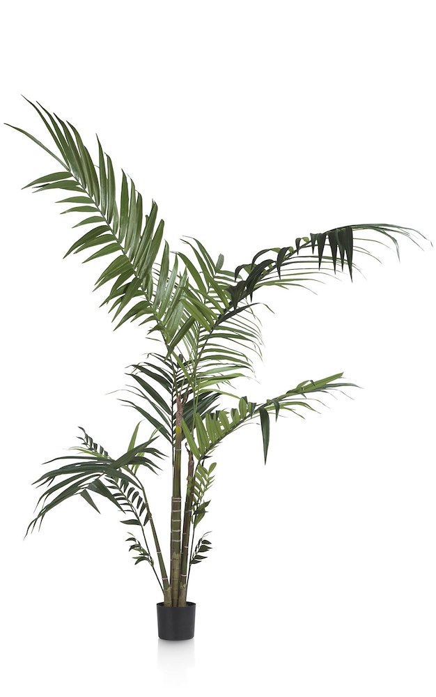 Kentia Palm H180cm